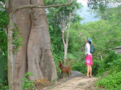 Parota in Puerto Vallarta