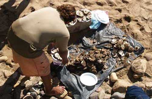 Preparing the Oyster Plate