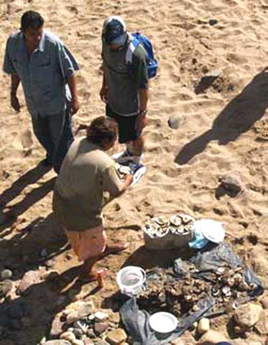 Puerto Vallarta oysters-3b