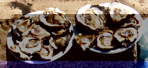 Puerto Vallarta Oysters