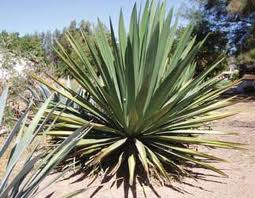 The Agave (unidentified species) used to make the Tuito version of Raicilla